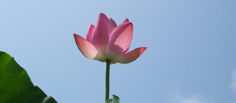 dscf0972.jpg
